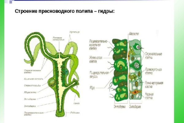 Кракен сайт дарк нет